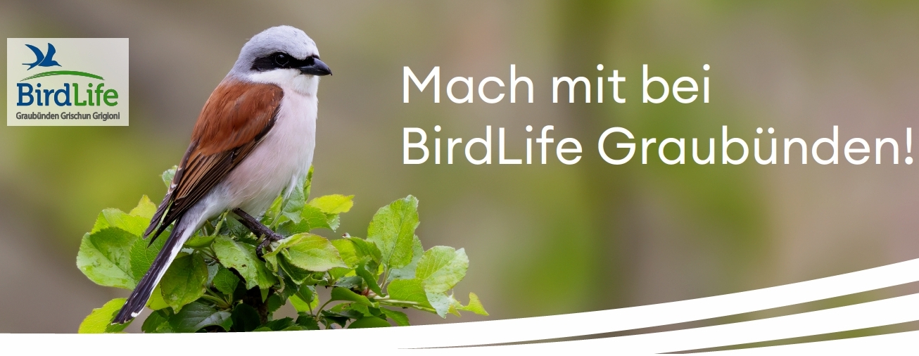Mitarbeit im Vorstand BirdLife Graubünden