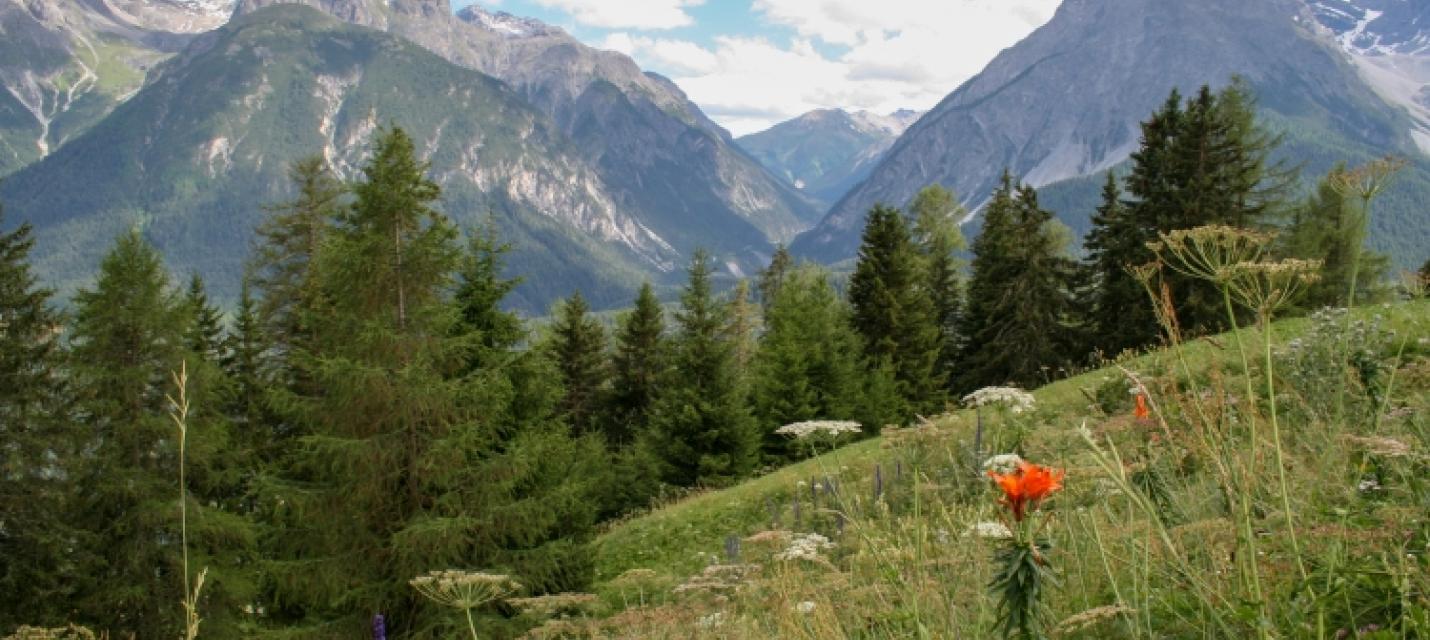 Feuerlilie in Blumenwiese, Unterengadin