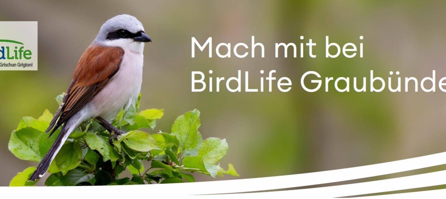 Im Vorstand mitarbeiten